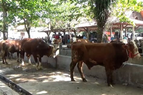 Ketersediaan Hewan Kurban Sapi Dan Kambing Di Diy Surplus Antara News