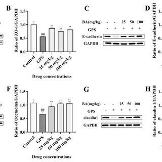 Effects Of Baicalin On ZO 1 E Cadherin Occludins And Claudin 1