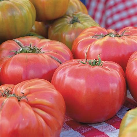 Organic Non GMO Brandywine Tomato