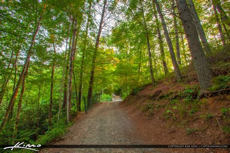 DuPont State Recreational Forest | Product Tags | Royal Stock Photo