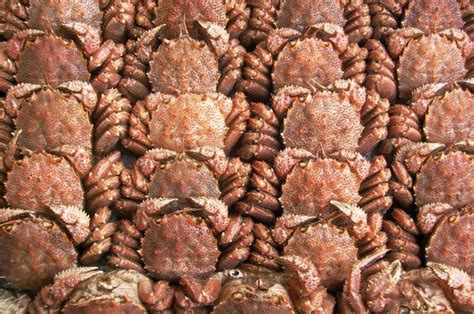 Frozen Seafoodchina Fujianxiongfeng Price Supplier 21food