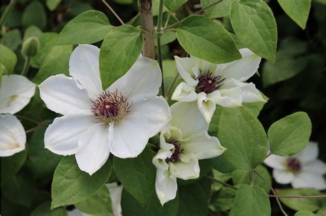 Clematis Waldrebe Ninon Tm Günstig Online Kaufen Mein Schöner