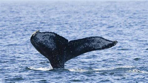 Whale-watching thrills tourists in Rio de Janeiro | AP News