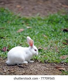 Cute Young White Rabbit Natural Habitat Stock Photo (Edit Now) 77709565