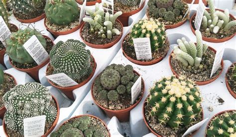 17 Tipos de cactus más populares del mundo y sus nombres