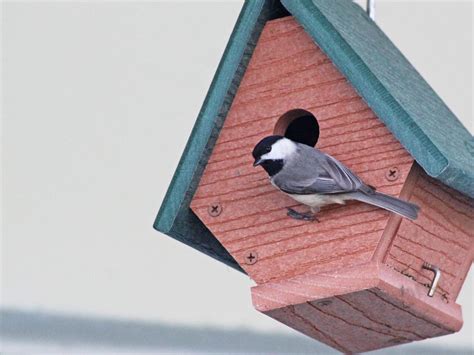 Carolina Chickadee - NestWatch