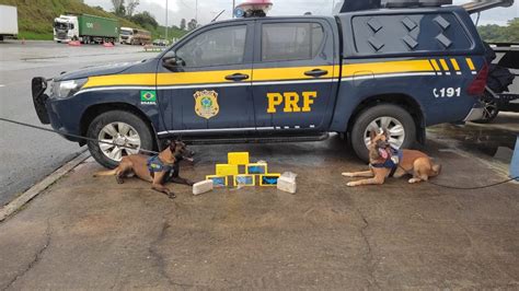 Cães Farejadores Da Prf Encontram Cloridrato De Cocaína Avaliada Em