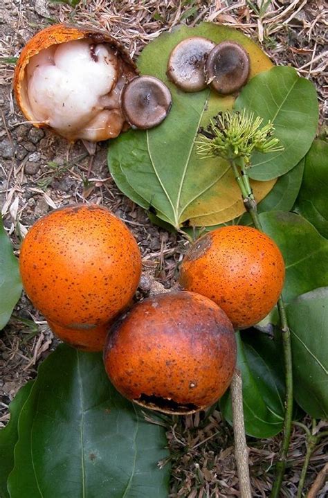 Strychnos Nux Vomica The Strychnine Tree Also Known As Poison Nut Is