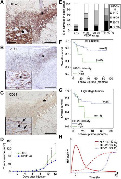 Recruitment Of Hif And Hif To Common Target Genes Is