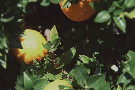 Fotos gratis árbol naturaleza rama Fruta luz de sol hoja flor