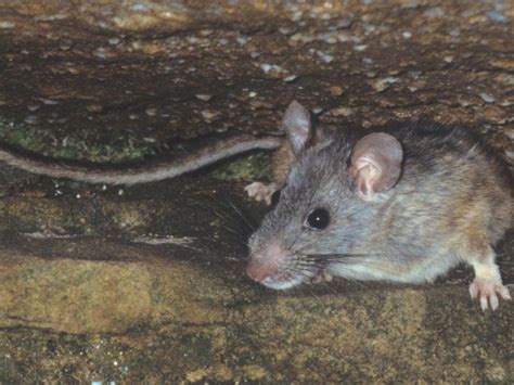 Allegheny Woodrat Outdoor Alabama