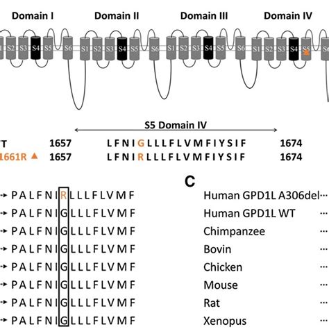Both identified variants are localized in highly conserved regions of ... 