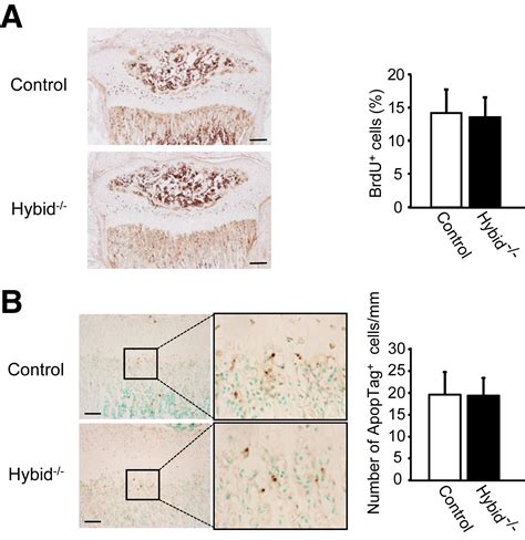 Hyaluronan Binding Protein Involved In Hyaluronan Depolymerization