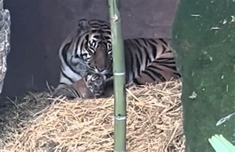 Bioparco di Roma è nata una rarissima cucciola di tigre di Sumatra VIDEO