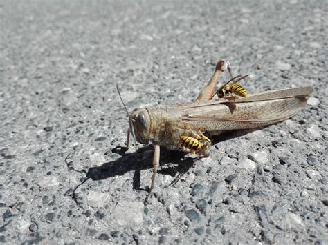 Premium Photo | Close-up of grasshopper