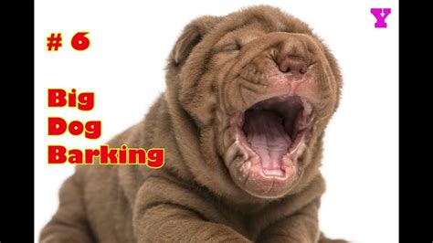 Dog Barking Sound Big Dogs Dog Food Recipes Pitbulls Make It