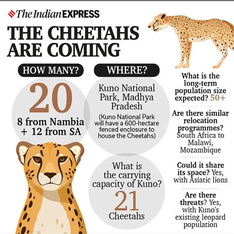 Why is the cheetah reintroduction in India a challenge?