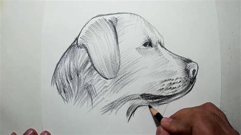 Dog Pencil Drawing Easy at PaintingValley.com | Explore collection of Dog Pencil Drawing Easy