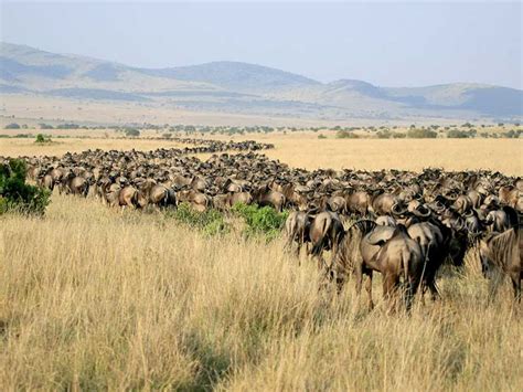 Comment assister à la grande migration des gnous en Afrique de lEst