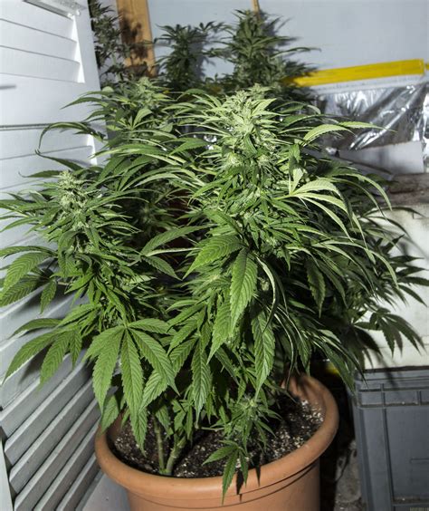 Galer A De Variedades Jack Herer Sensi Seeds Pic