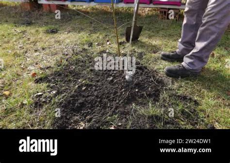 Gardener Is Watering A Fresh Planted Fruit Tree Farmer Is Pouring