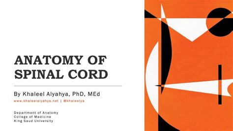 Pdf Anatomy Of Spinal Cord Continuous Above With The Medulla Oblongata The Tapered Inferior