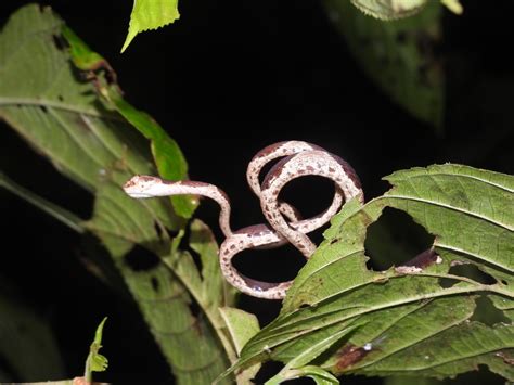 Common Blunt Headed Tree Snake From Finca Palmonte On February 10 2023