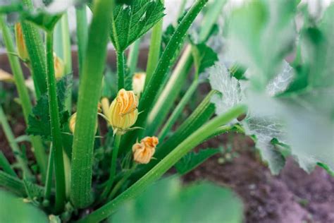 How to Plant Zucchini - Minneopa Orchards