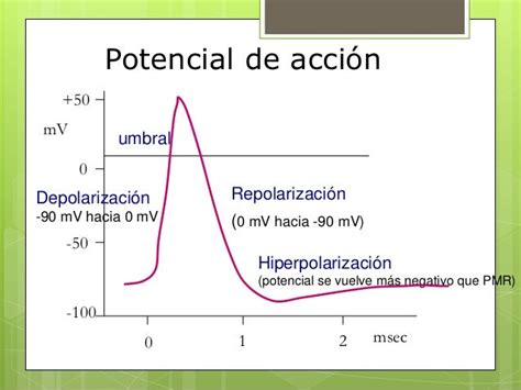 Potencial De Membrana Y Potenciales De Accion Semana I