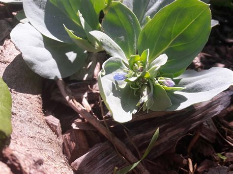 Oyster Leaf – Kahikatea Farm Certified Organic Nursery and Permaculture ...