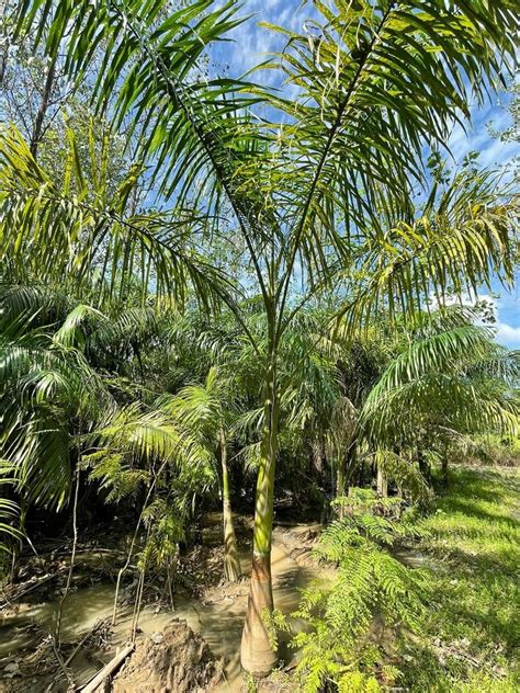 Green Hyophorbe Lagenicaulis Bottle Big Palm For Garden Feet At