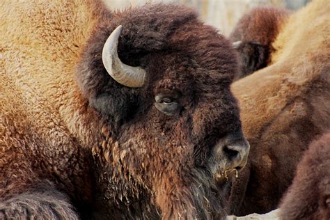 Bison Büffel Wild Kostenloses Foto Auf Pixabay Pixabay