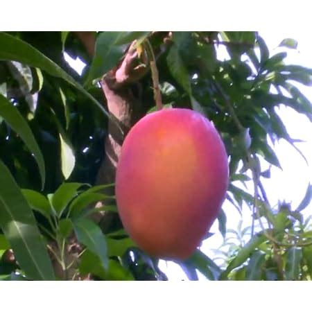 Green View Arunima Mango Live Amba Fruit Plant Grafted Hybrid New