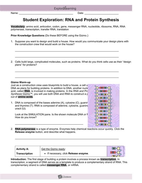 Gizmo Building Dna Answer Solved Activity A Build A Dna Molecule Get The Gizmo Ready If