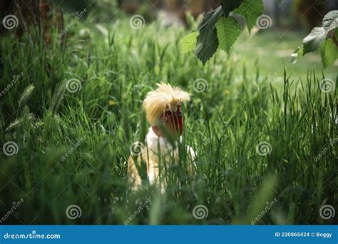 Bantam Naked Neck Silkie Chicken Stock Photo Image Of Farming