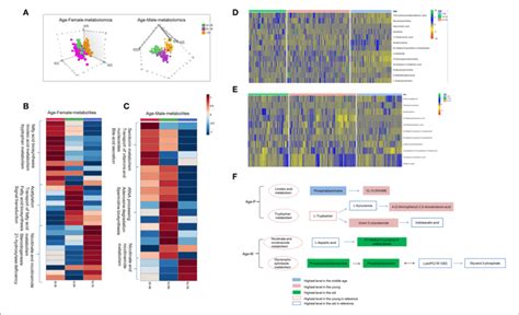 Age Dependent Metabolomics Lipidomics Characteristics A Score Plot Download Scientific