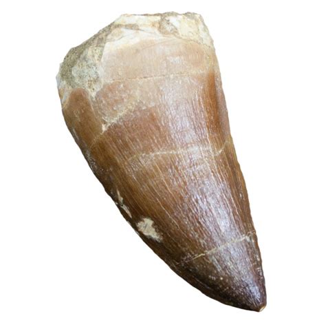 Real Fossil Mosasaur Tooth Excellent Fossil Creataceous Period 65