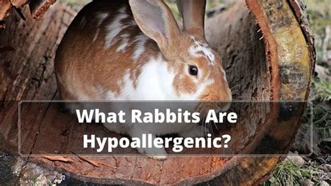 5 Best Rabbit For Allergies What Rabbits Are Hypoallergenic