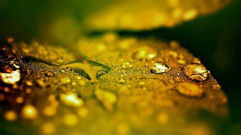 Macro Leaf Water Drops Hd Naturaleza Macro Agua Hoja Gotas Fondo