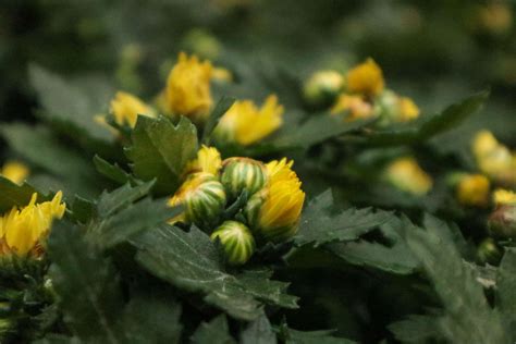 菊花用什么土 花友之家