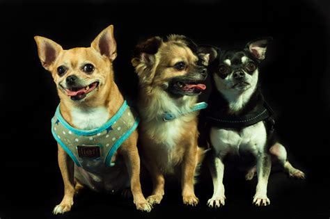 Free Images Puppy Dogs Three Vertebrate Chihuahua Dog Breed