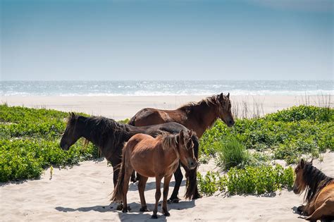 Sable Island National Park Reserve | Sable Island | Wild Horses | Parks ...