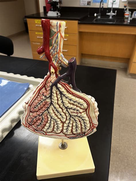 Lab 7 Respiratory System Alveolar Sac Diagram Quizlet