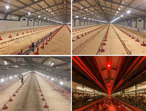 Automatic Chicken Farm House Led Poultry Lighting System In Hot Sale