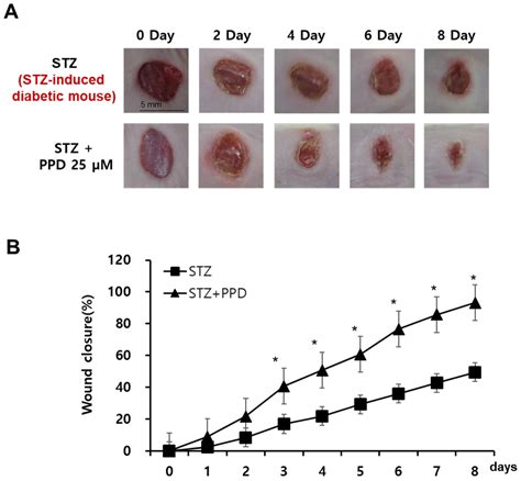 Processes Free Full Text Wound Healing Effect Of 20 S