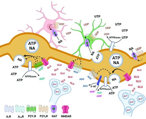 Hypothetical Mechanisms Involved In The Inhibition Of Adenine And