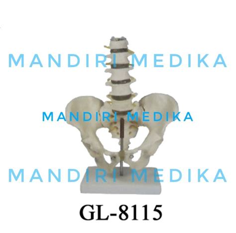 Alat Peraga Manekin Life Size Pelvis Lumbar Tulang Belakang GL 8115