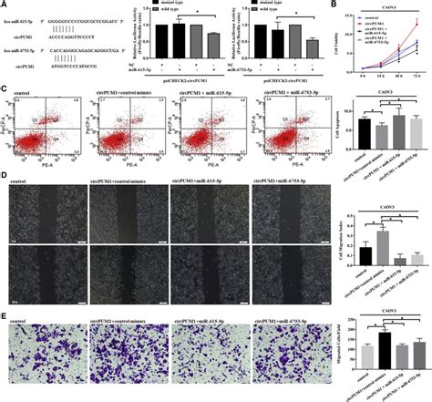 Circpum Promotes Tumorigenesis And Progression Of Ovarian Cancer By