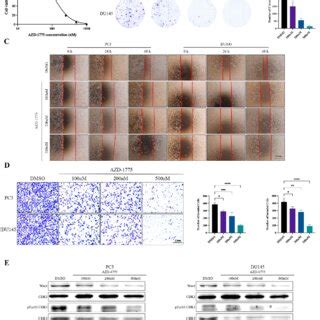 The Effects Of AZD 1775 On CRPC Cell Proliferation A The Viability