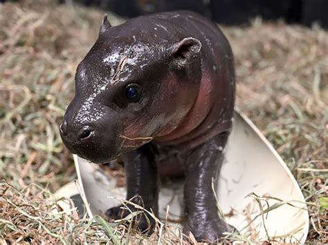 Metro Richmond Zoo welcomes baby pygmy hippopotamus in time for Christmas : NPR